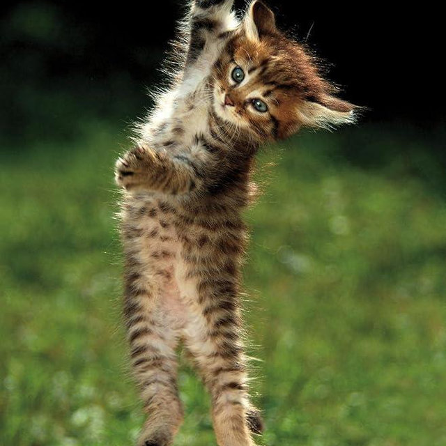 Trends International Kitten Hang In There Wall Poster 22.375" x 34" Bedroom