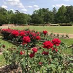 Tyler Rose Garden