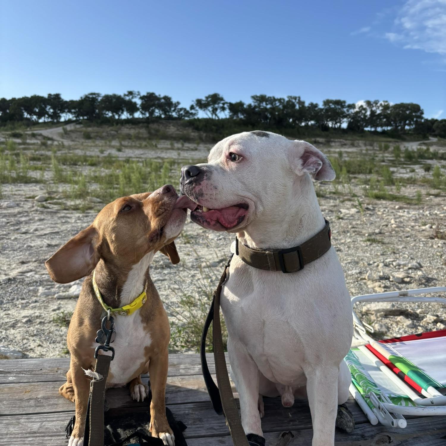 Took the doggies to Canyon Lake, TX
