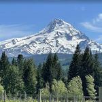 Grateful Vineyard