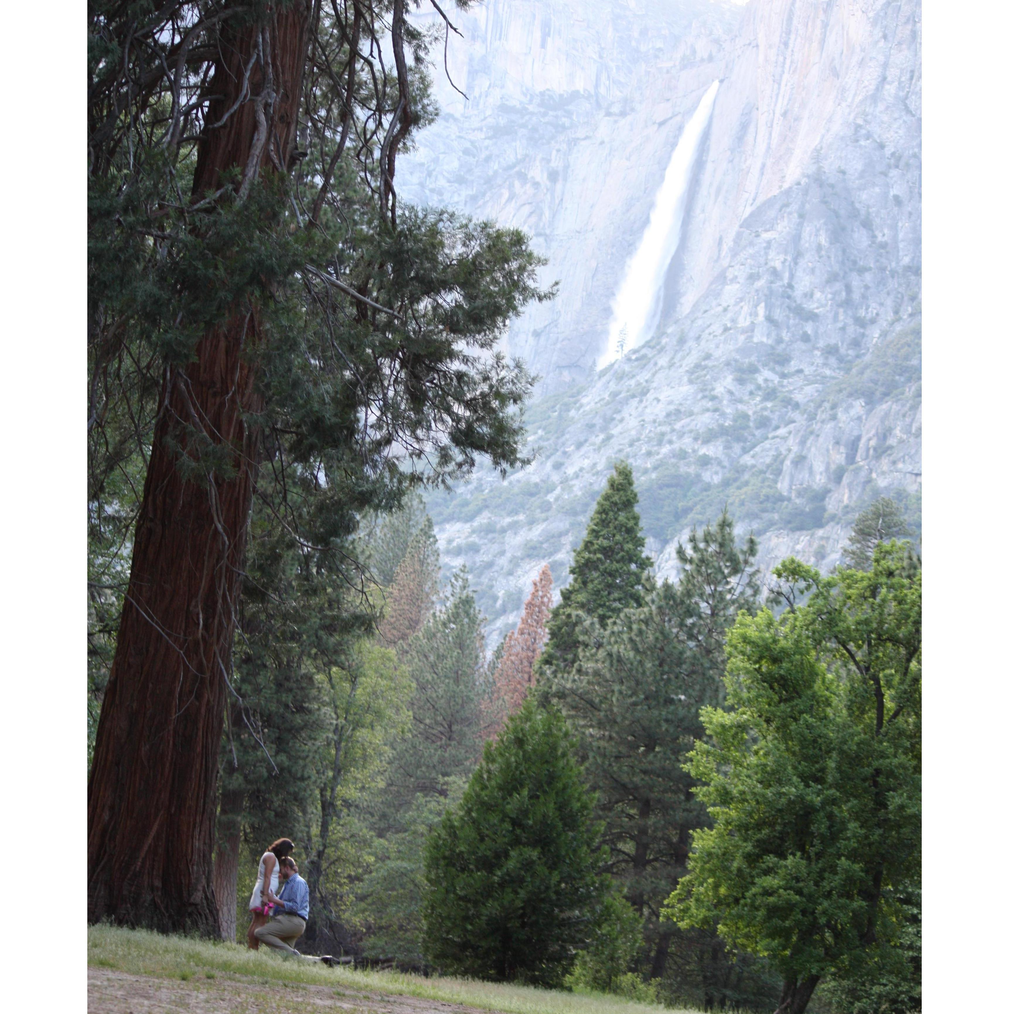 Tay asked Mel to marry him under a massive redwood, in the field where his parents got married.  It was a perfect back drop for our love story continuing to unfold.