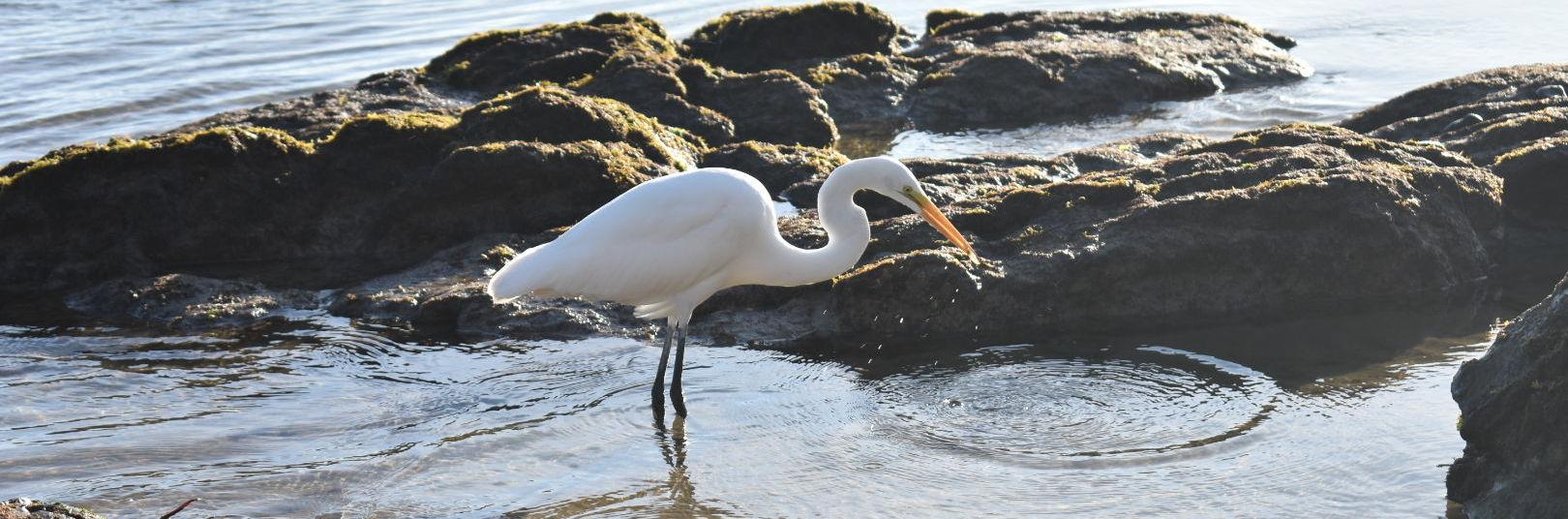 The Wedding Website of Nicole Greco and Jacob Gaddy