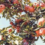 Autumn Hills Orchard