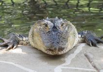Hillcrest Park Zoo