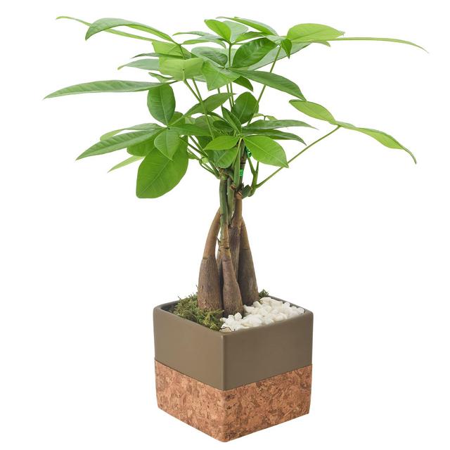 Money Tree, Live Indoor Plant