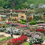 Tyler Rose Garden