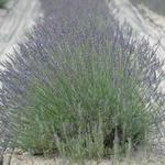 Winding Brook Estates Lavender Farm