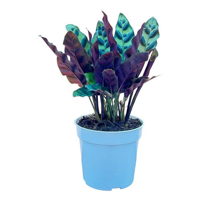 Rattlesnake Calathea Live Plant - Air Purifier, Colorful House Plant, Ideal for Home Decor and Room Decor - Calathea Rattlesnake for Indoor Plants