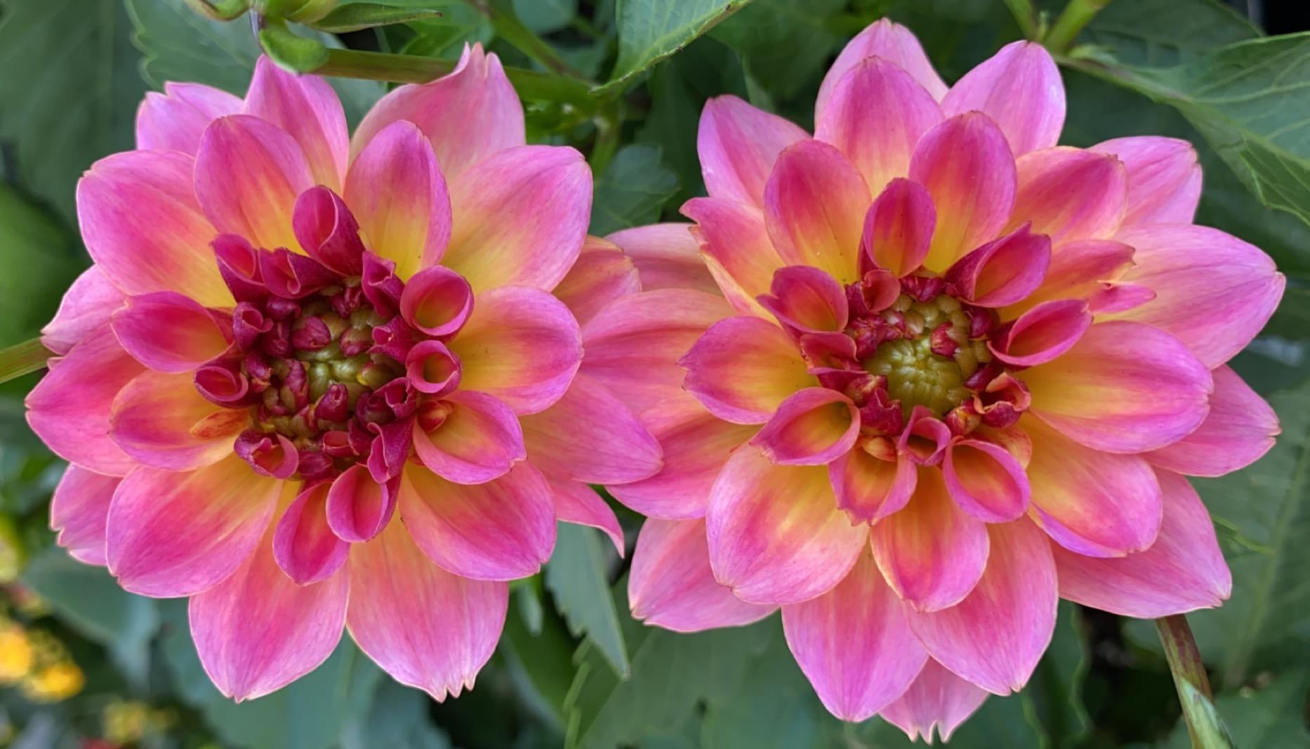 The Wedding Website of Jonathan Kyritz and Dakota Geradine