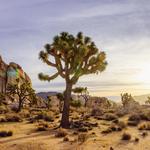Joshua Tree National Park