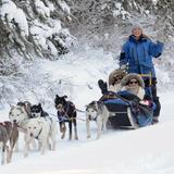 Dog Sledding