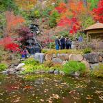 Anderson Japanese Gardens