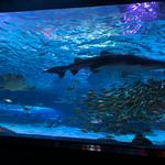 North Carolina Aquarium at Fort Fisher