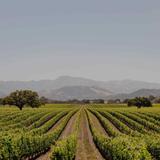 Wine Tasting
