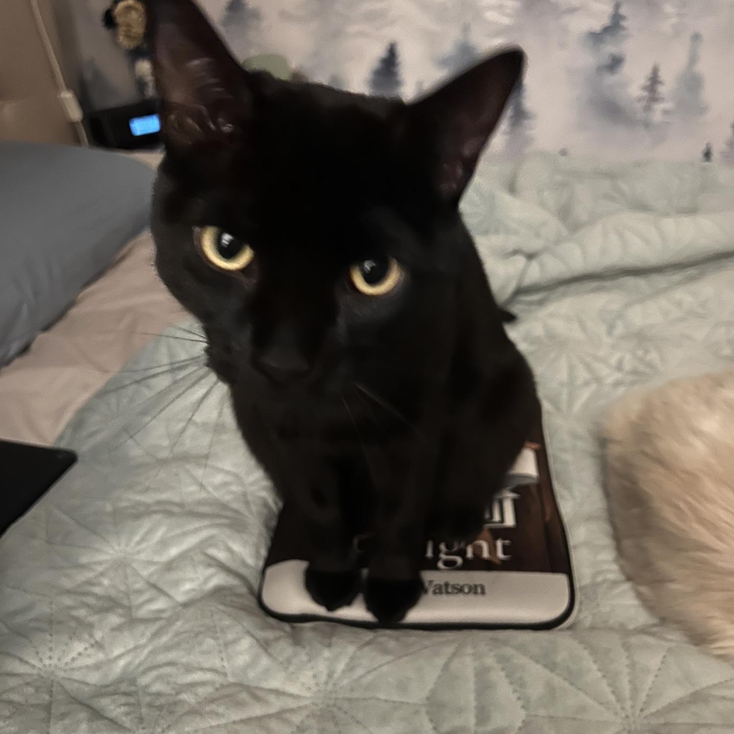 Ahsoka (Cat #2). I adopted Ahsoka from the Charlottesville SPCA so Henry Morgan would have a friend. She’s feisty and crazy, but she’s also a super sweet fluff!