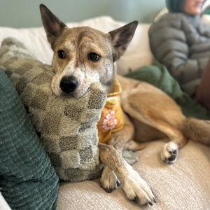 Pippa Cancer Fund