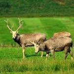 Margam Country Park