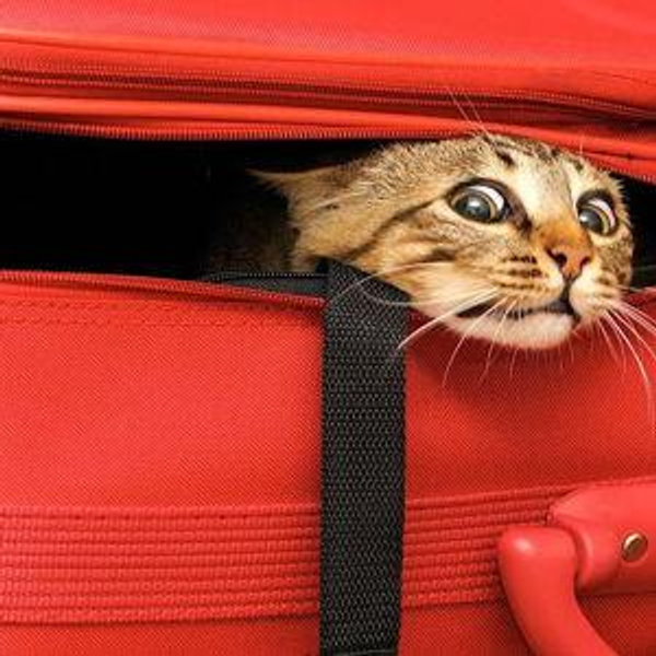 Cross country cat moving fund