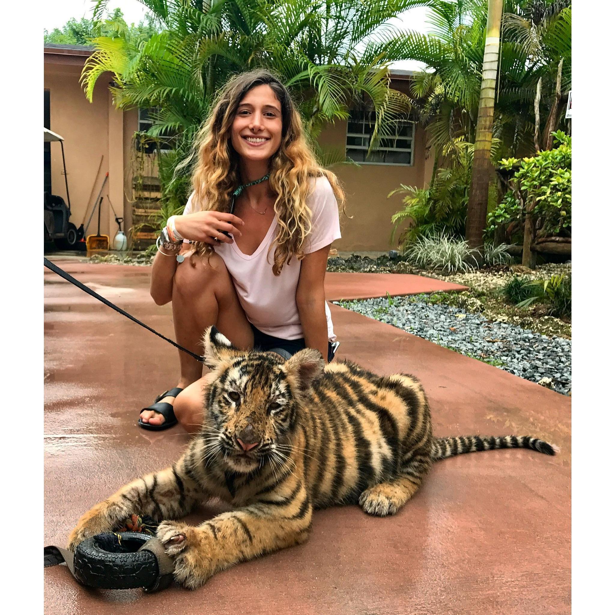 Sara and Harvey, the 4 month old Bengal Tiger cub at Zoological Wildlife Foundation