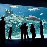 North Carolina Aquarium at Fort Fisher 🦈
