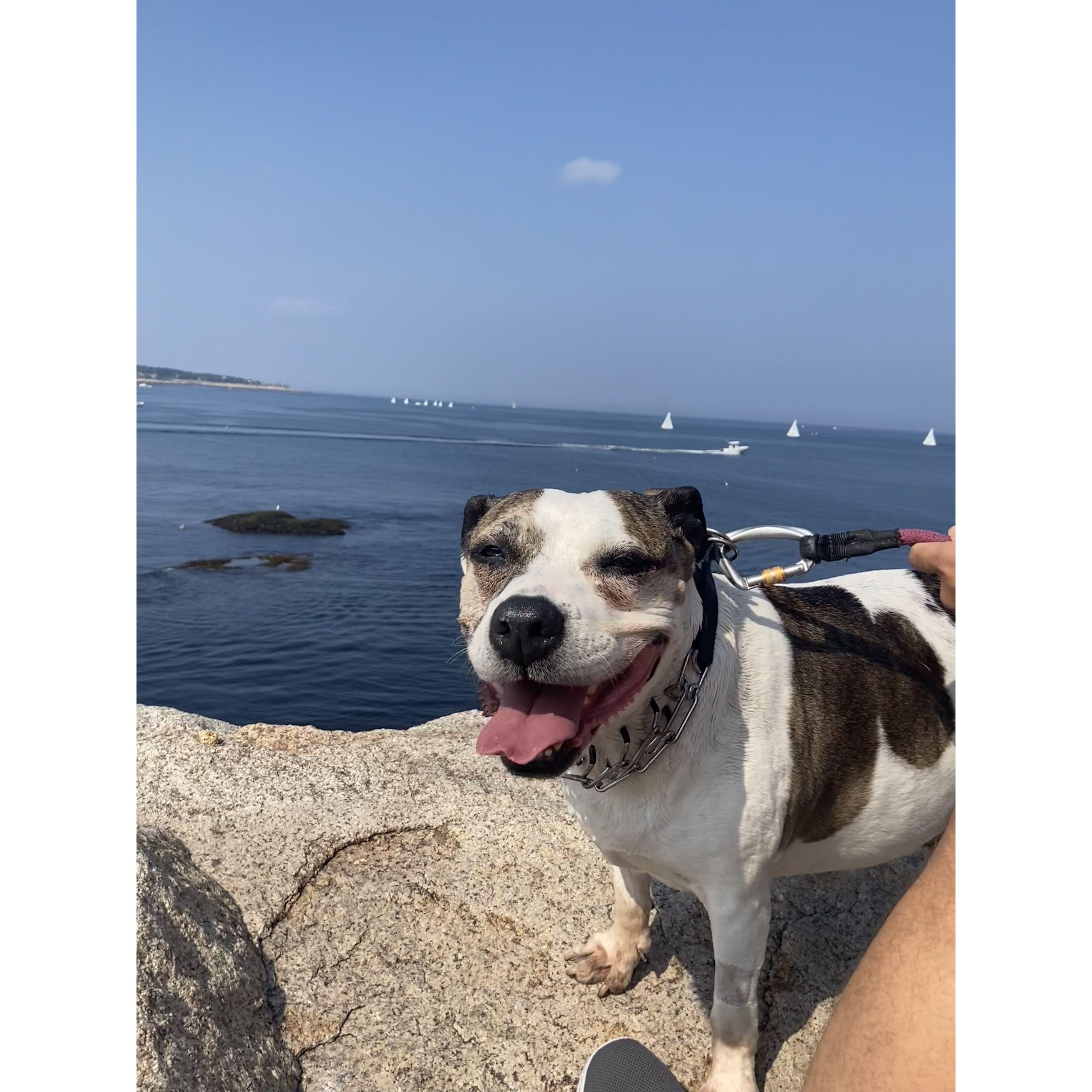 Our dog, Delilah, in Rockport in 2022