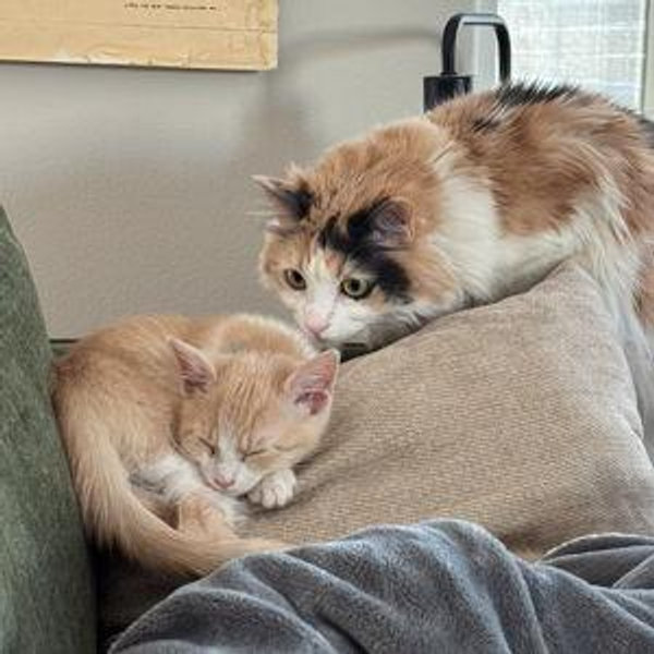 Unlimited Kitty Treats