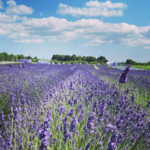 Lavender By the Bay