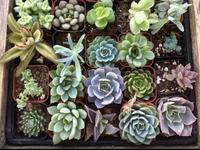 New Braunfels Farmers Market