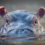 Cincinnati Zoo & Botanical Garden