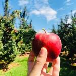 Highland Orchards, Inc.