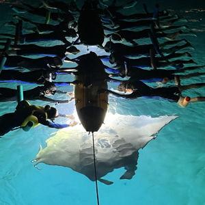 Manta Nighttime Snorkeling