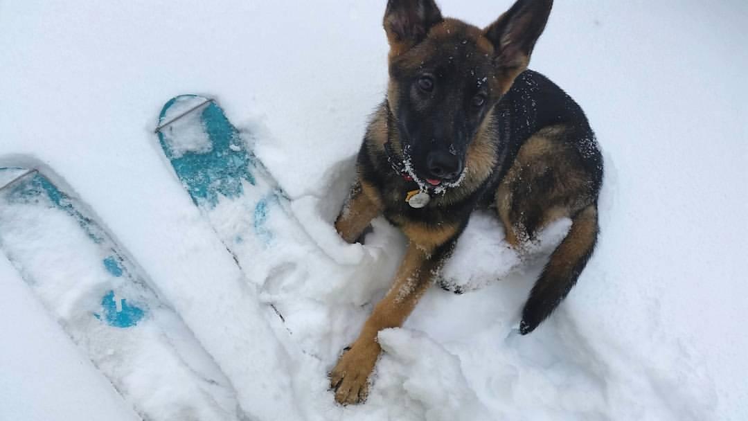 Wyatt the ski dog!