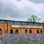 Viñedos San Lucas