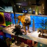 Perot Museum of Nature and Science