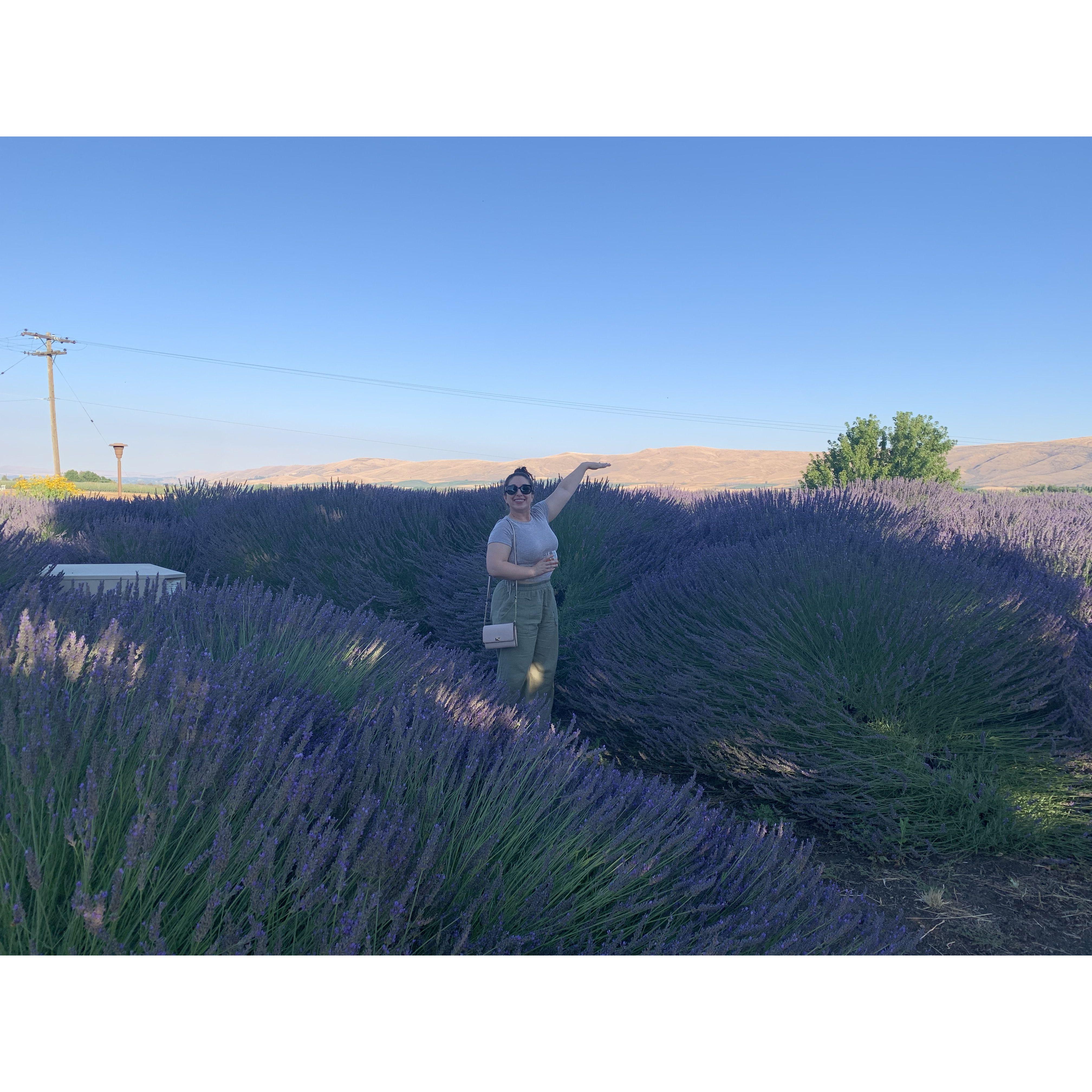 Sylvana in the lavender fields at Gilbert Cellars, showing off how short she is.