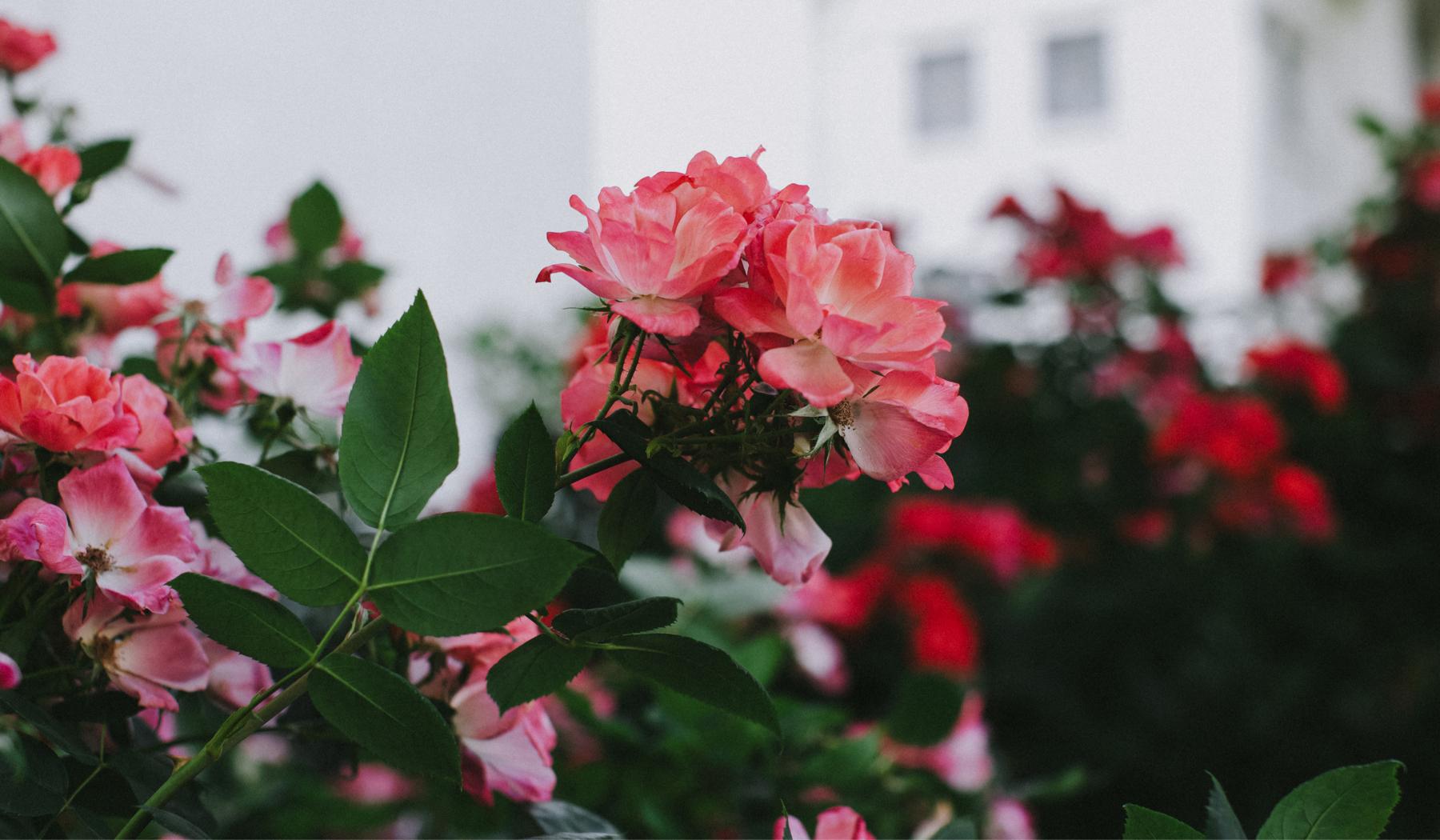 The Wedding Website of Kylie Pierson and Gabriel Cantoran-Ochoa
