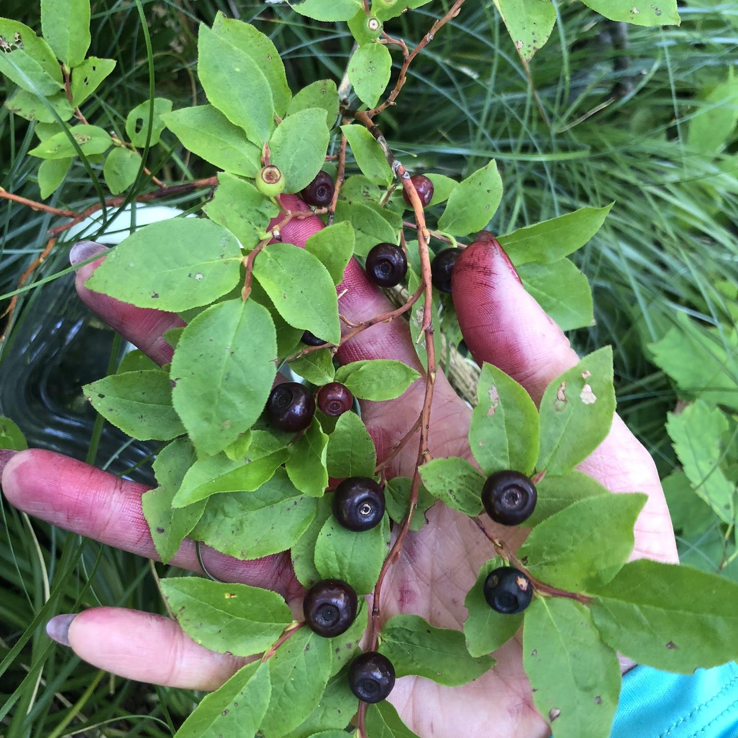 Huckleberries!