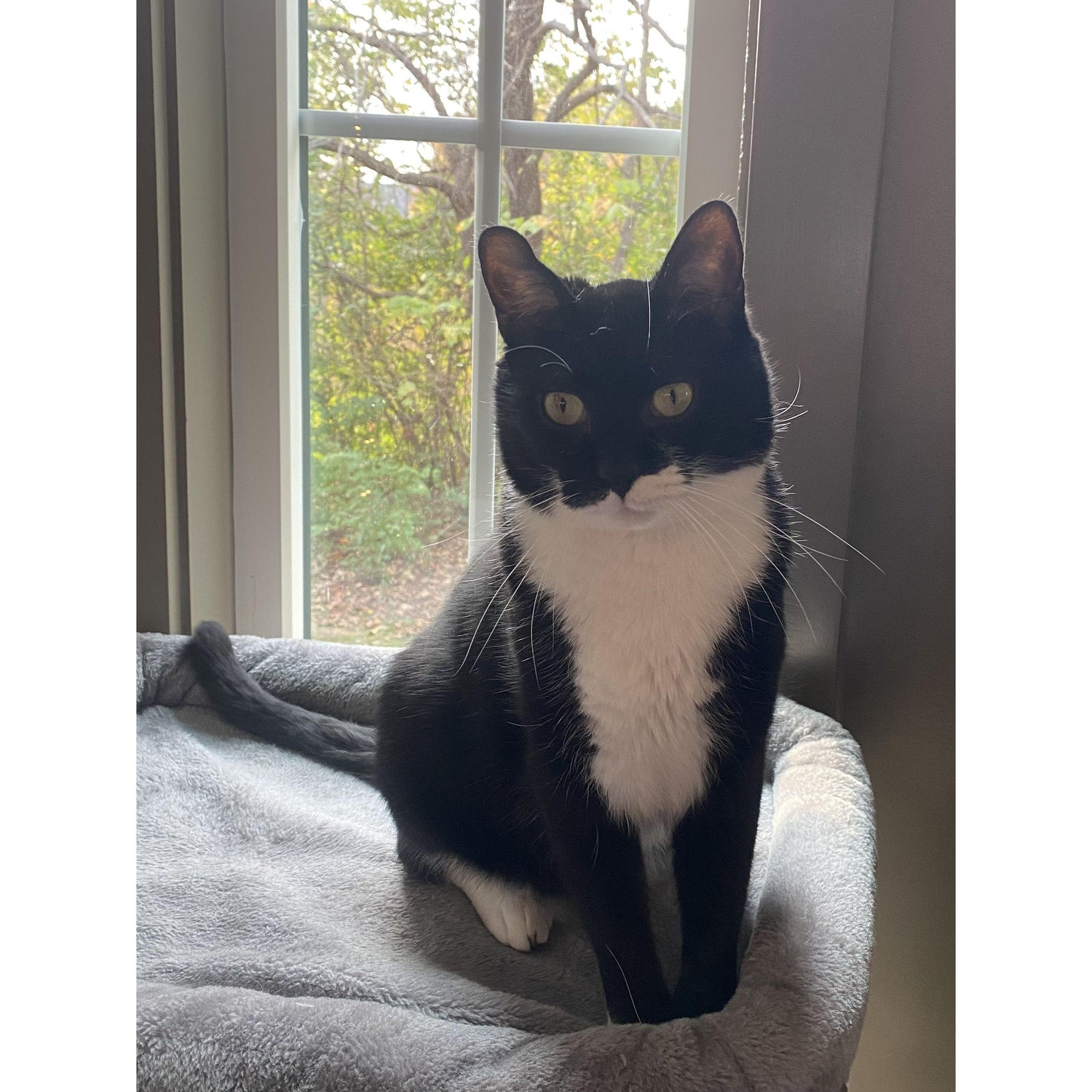 April 27, 2024: Adoption of our fur baby Gracie