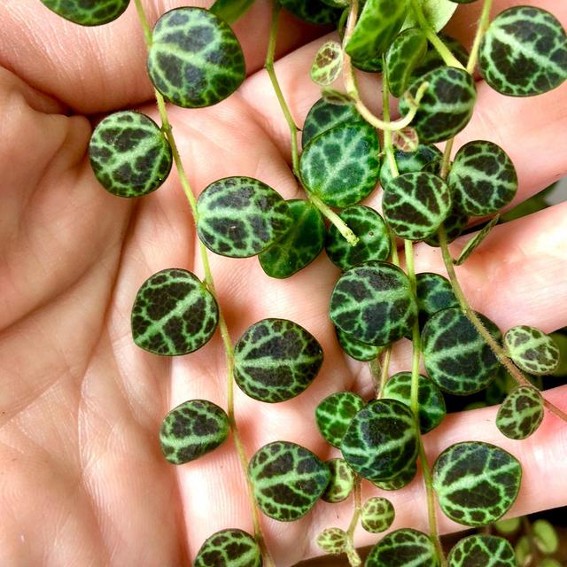 Peperomia Prostrata Turtles on a String...
