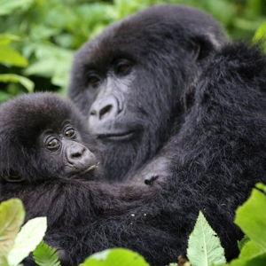 Honeymoon Fund: Gorilla Trekking Permits in Rwanda