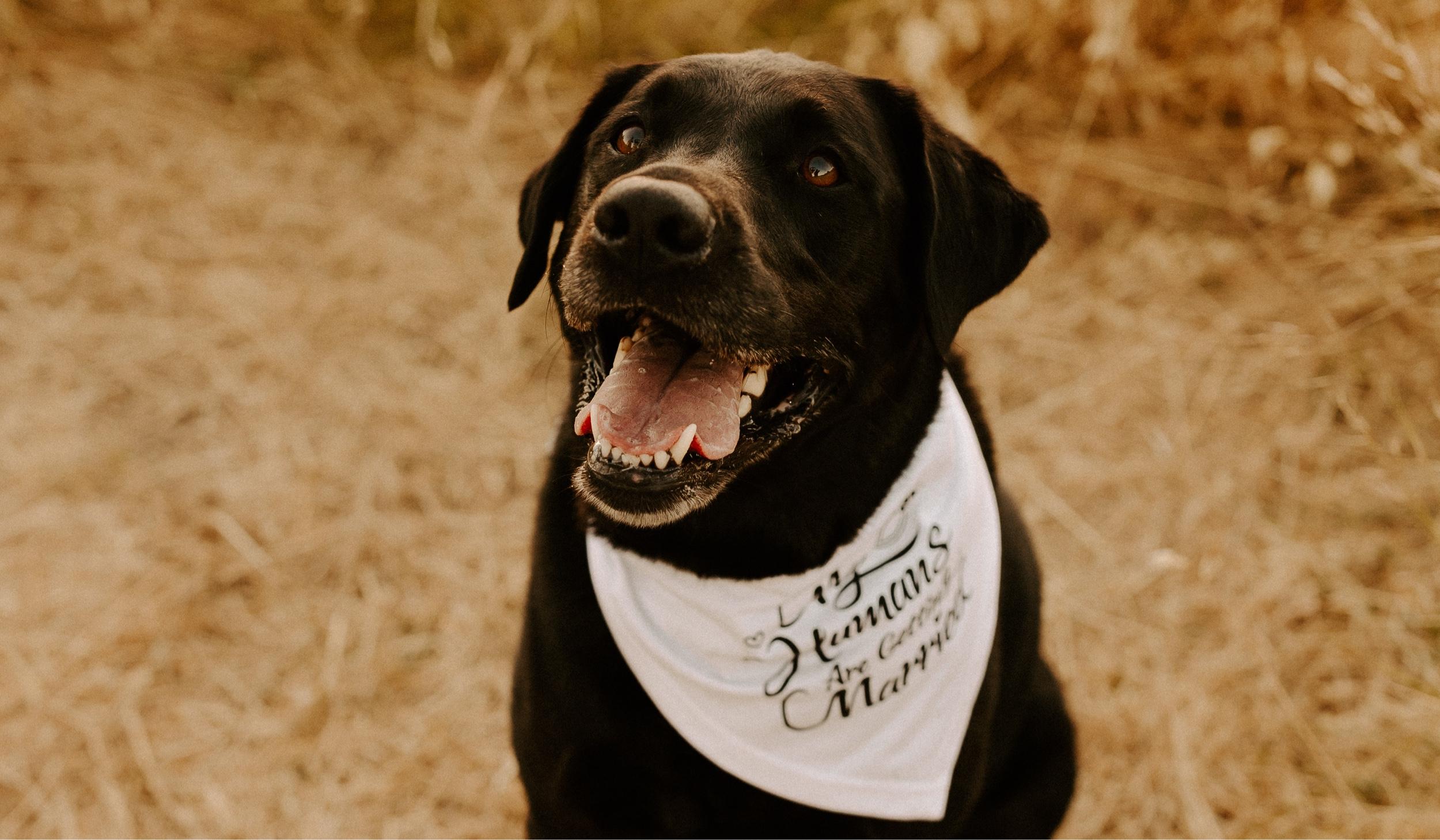 The Wedding Website of Sara Kenning and Kyle Stevens