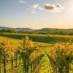 Napa Valley