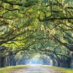 Wormsloe Historic Site