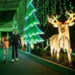 Los Angeles Zoo - Lights: Animals Aglow - a holiday light & lanterns exhibit at the zoo.