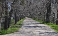 Brazos Bend State Park