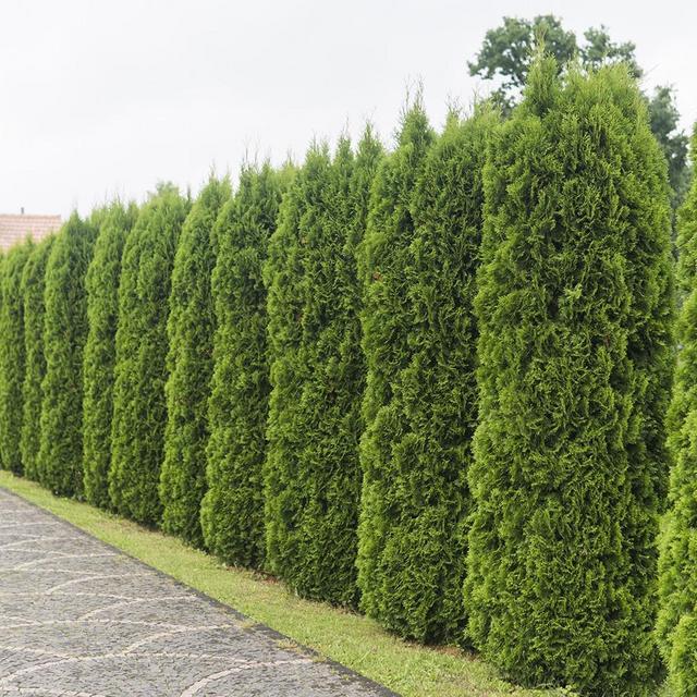 Arborvitae Live Evergreen Shrub/Tree, Green Foliage
