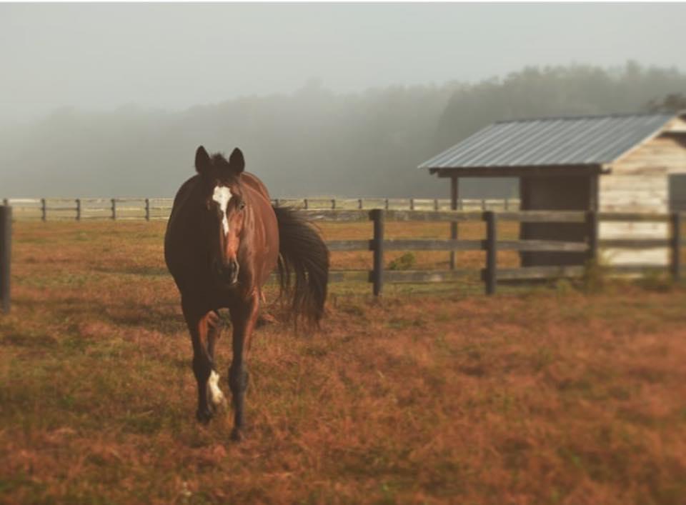 The Wedding Website of Meredith Grieff and Jonathan Smith