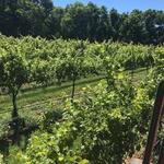 Briede Family Vineyards
