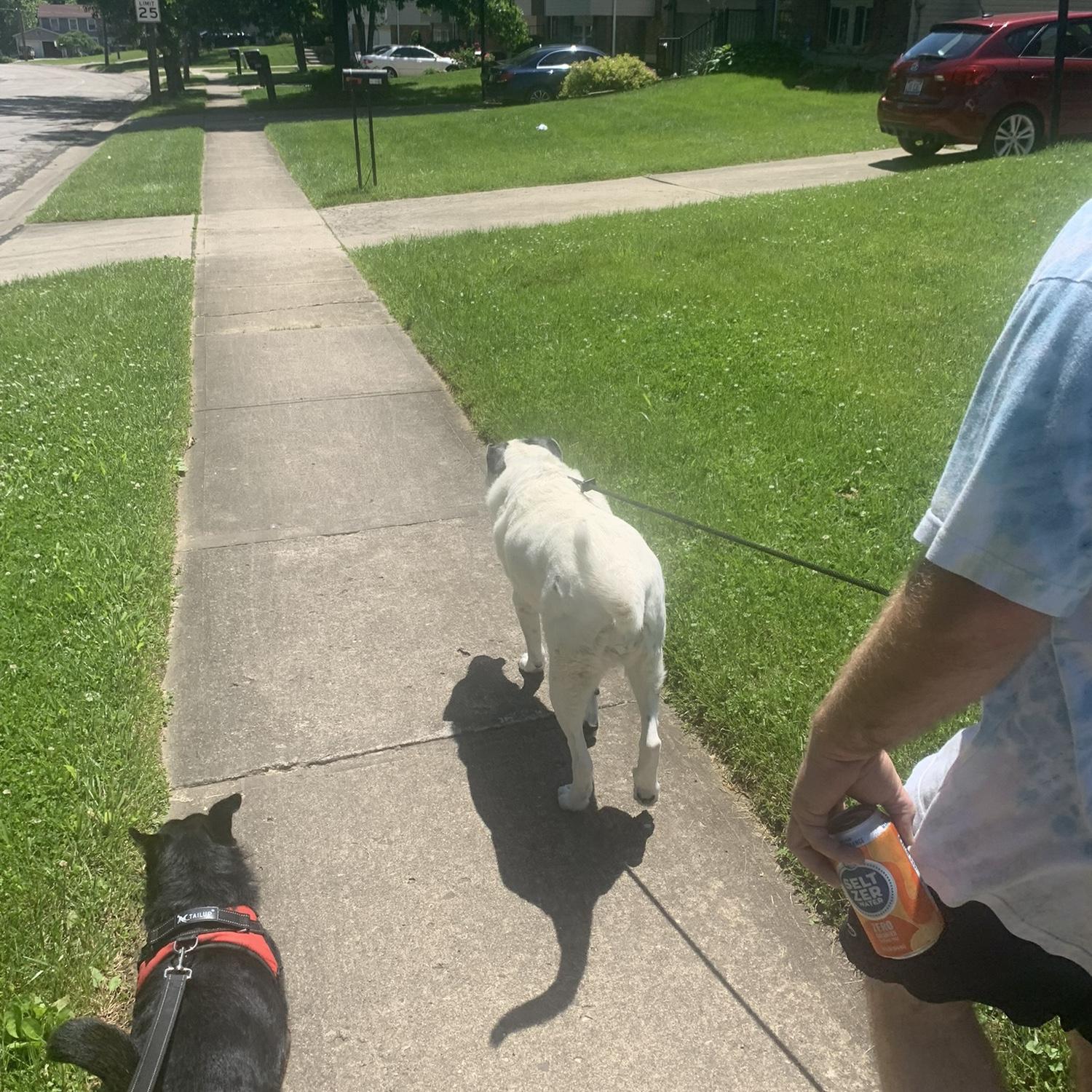 First time Indy and Molly met. This was the true compatibility test. 😉
May 29, 2022.