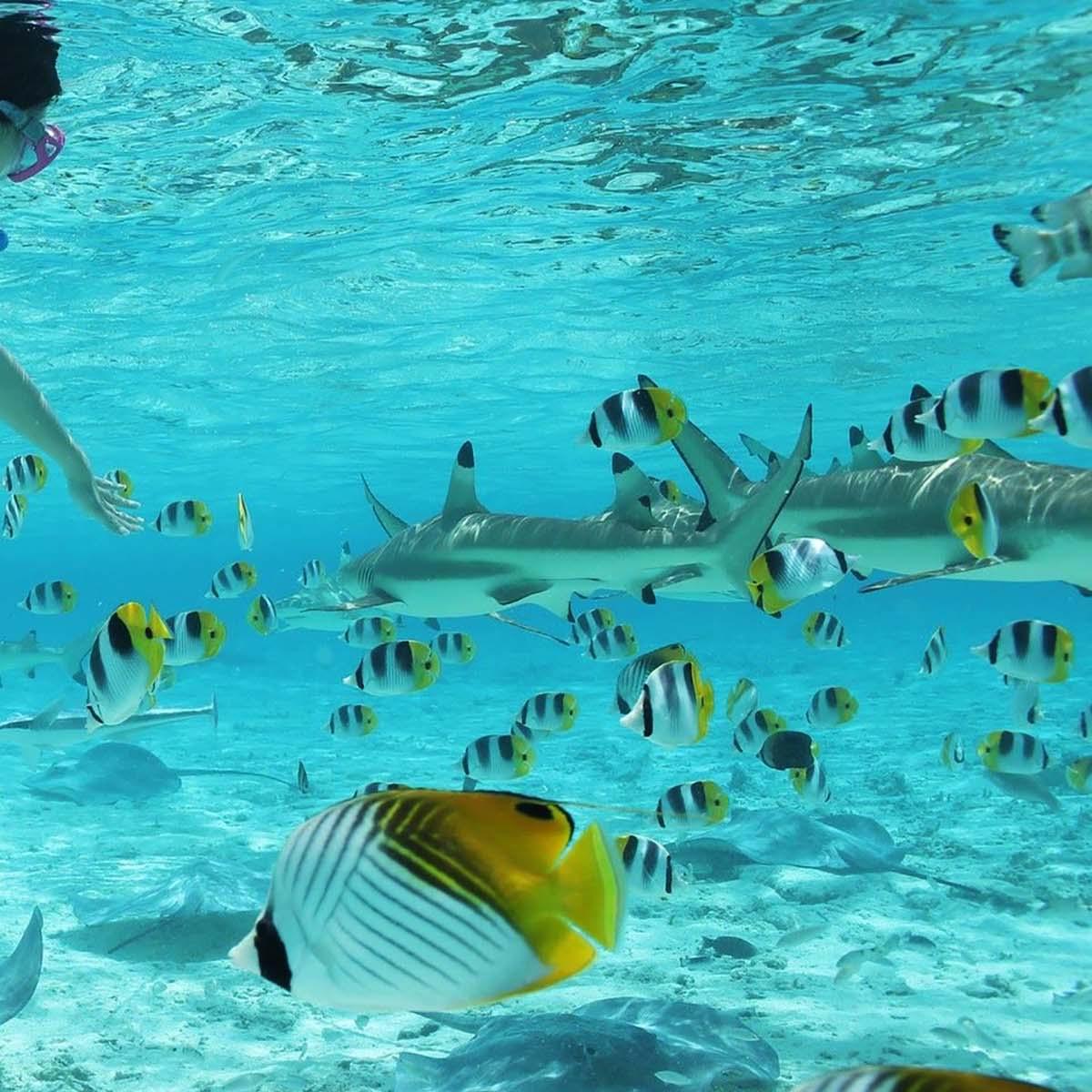 Half Day Shark and Ray Snorkeling Tour